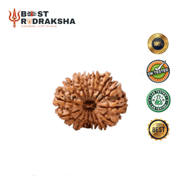 14 Mukhi Rudraksha - Original Nepali Chaudah Mukhi Rudraksha