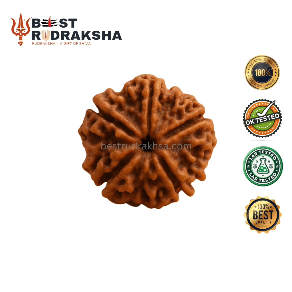 5 Mukhi Rudraksha - Original Nepali Panch Mukhi Rudraksha