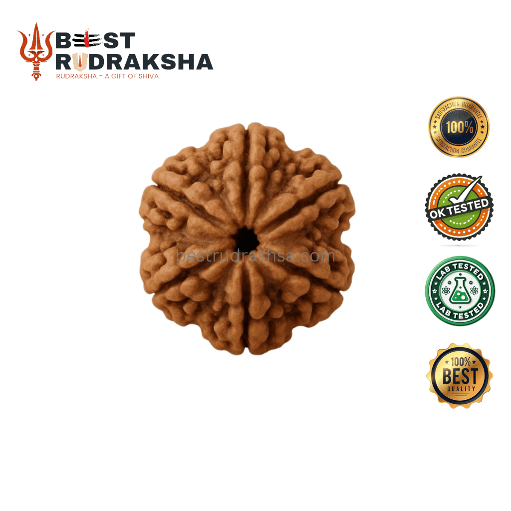 6 Mukhi Rudraksha - Original Nepali Che Mukhi Rudraksha